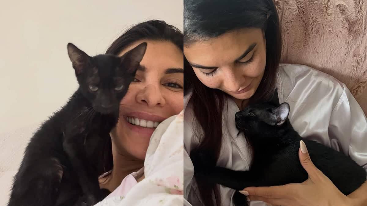 Jacqueline's New Kittens: Strays Find Love at Her Pad