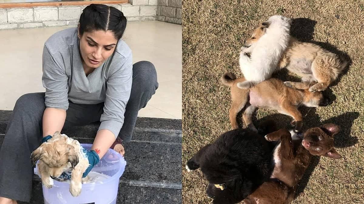 Raveena Tandon Ka Puppy Rescue: Manali Mein Kya Dhamaka Hai!