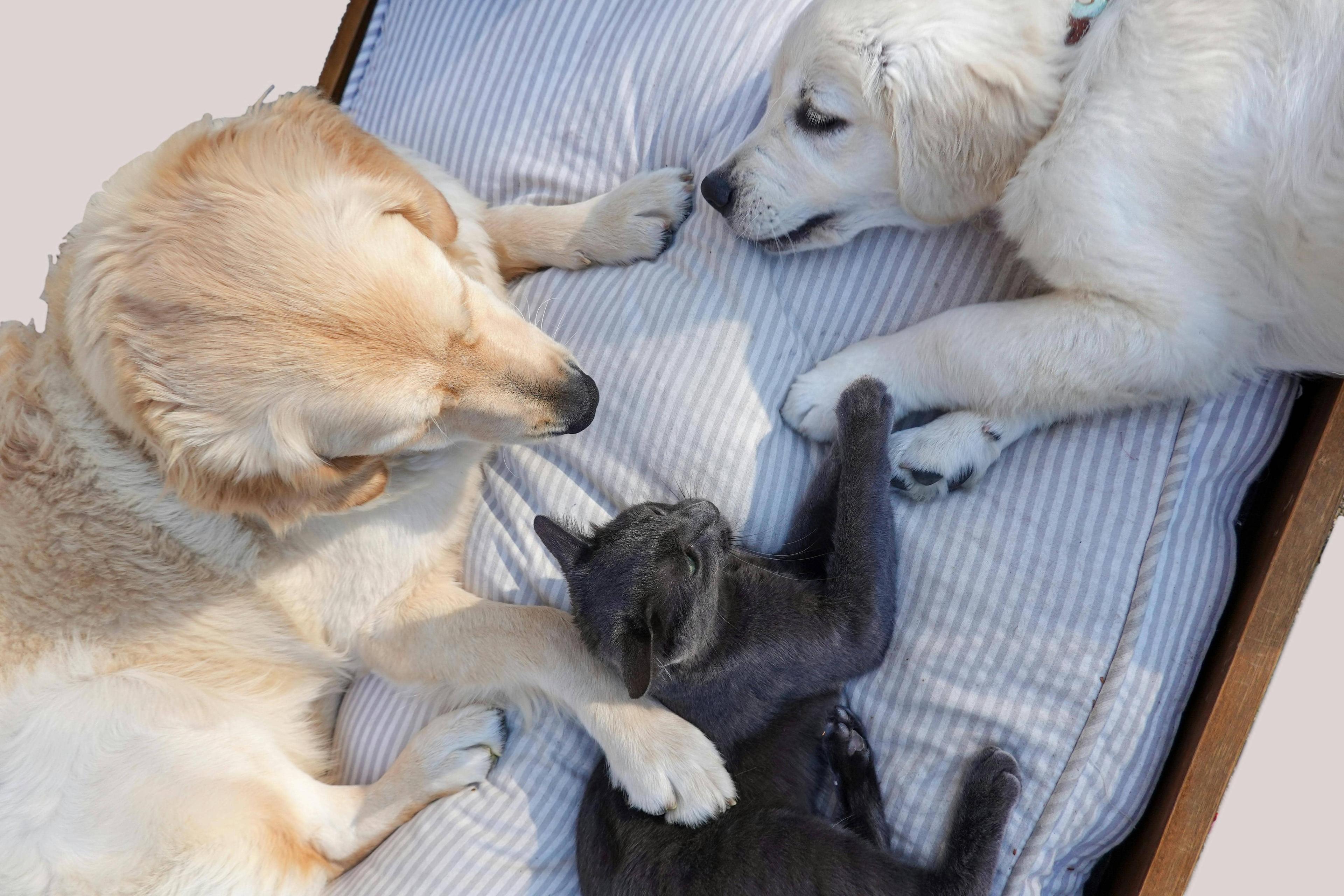Pets ka future: Will mein kya chhod sakte hain bhai?