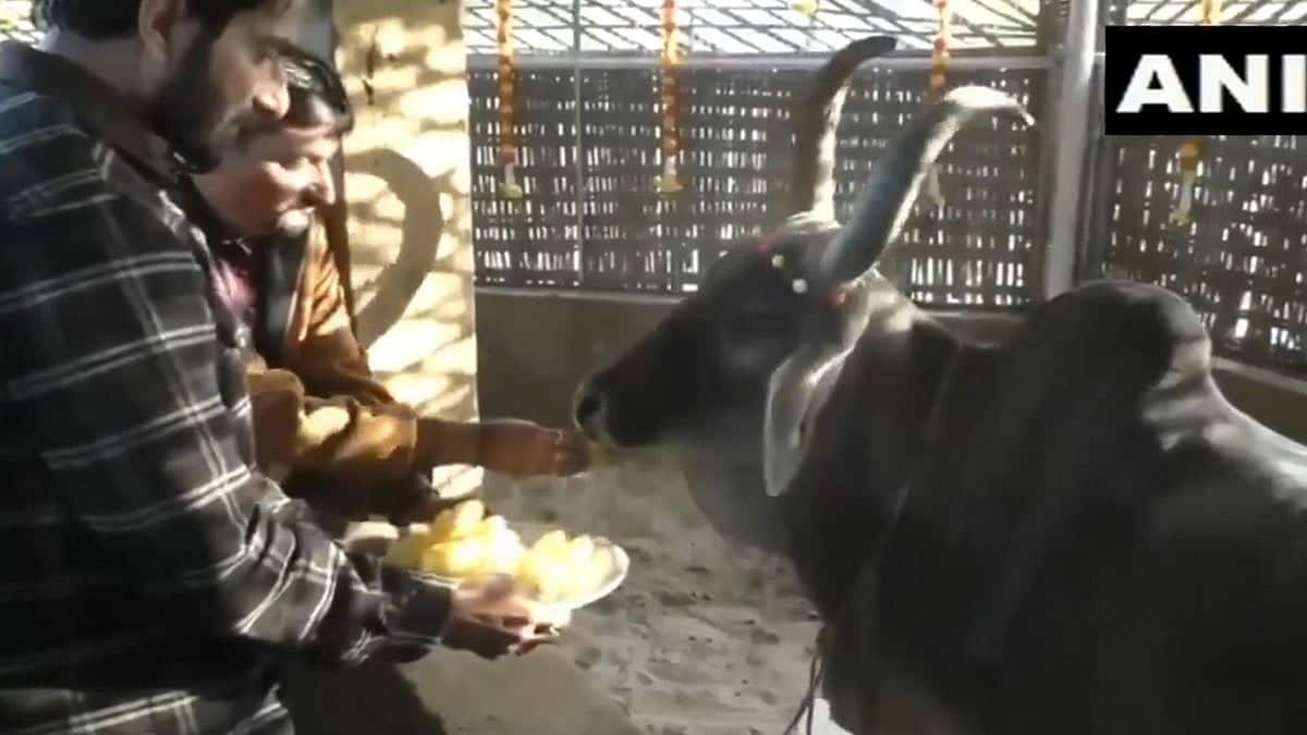 Sonu Sood's Epic Gaushala Visit: A Legendary Donation!
